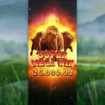 Petualangan Padang Liar Penuh Kejutan Dari Buffalo Win